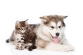 Small maine coon cat and young alaskan malamute puppy lying together. isolated on white background