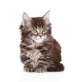 Small maine coon kitten. on white background