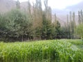 The small Maiz field