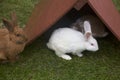 Small, Makeshift Roof Protects Albino Bunny and Friends from Impending Rain Royalty Free Stock Photo