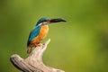 Small male common kingfisher sitting on a bought and holding fist in beak