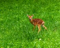 Male whitetail deer fawn in grass Royalty Free Stock Photo