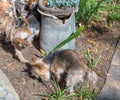 Small male dogs pee against a flower pot