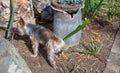 Small male dogs pee against a flower pot