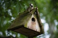 Small Male House Sparrow Perched Upon His Roof