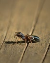 A small male jumping spider sitting on wood