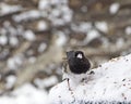 Small Male Junco Bird With Snow on Face Royalty Free Stock Photo