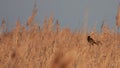 Small male reed bunting