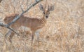 Small male Steenbok in bushveldt