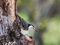 White Breasted Nuthatch Royalty Free Stock Photo
