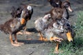 Small mallards or wild ducks.