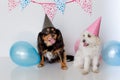 Small maltese cross female dog with a male cavalier cross terrier with party hat on and balloons Royalty Free Stock Photo
