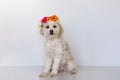 Small maltese cross female dog sitting with a flower crown Royalty Free Stock Photo