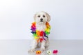 Small maltese cross female dog sitting with a flower lei around her kneck Royalty Free Stock Photo