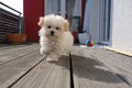 Small Maltese dog on a dog runs counter