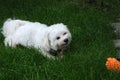 Happy maltese dog in a meadow