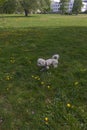 Small maltese dog in the park