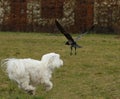 A small Maltese dog running happily in a park behind a raven Royalty Free Stock Photo