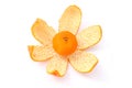 Small Mandarin Orange on Peel