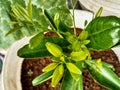 A small mandarin orange tree that is starting to sprout lots of buds