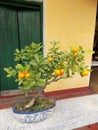 Small Mandarin Tree