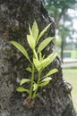 small mango tree shoots grow on large mango tree trunks. Royalty Free Stock Photo