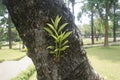 small mango tree shoots grow on large mango tree trunks. Royalty Free Stock Photo