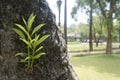 small mango tree shoots grow on large mango tree trunks. Royalty Free Stock Photo