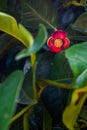 Small mangosteen in flowers.