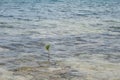 Small mangrove branch growing in shallow ocean water