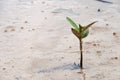 Small mangrove growing on the mud