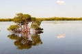 Small mangrove island in the middle of the lake