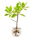 Small mangrove tree