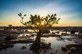 Small mangrove tree on rocky beach at low tide