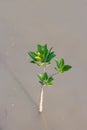 Small mangrove tree