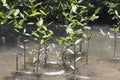 Small mangrove tree in water