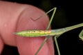 Small Mantid Nymph Royalty Free Stock Photo