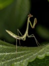 Small Mantid nymph Royalty Free Stock Photo