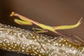 Small Mantid nymph Royalty Free Stock Photo