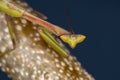 Small Mantid nymph Royalty Free Stock Photo