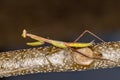 Small Mantid nymph Royalty Free Stock Photo