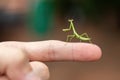 Small Mantid nymph Royalty Free Stock Photo