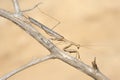 Small mantis on a branch Royalty Free Stock Photo