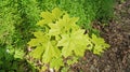 Small maple tree with beautiful green leaves in a meadow Royalty Free Stock Photo