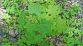 Small maple tree with beautiful green leaves in a meadow Royalty Free Stock Photo