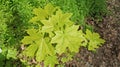 Small maple tree with beautiful green leaves in a meadow Royalty Free Stock Photo