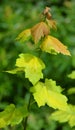 Small maple tree with beautiful green and yellow leaves Royalty Free Stock Photo