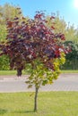 A small maple tree with red and green autumn leaves. Royalty Free Stock Photo