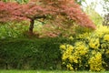 Small maple tree with yellow flower on springtime Royalty Free Stock Photo