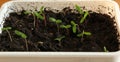 Small Marigold seedlings